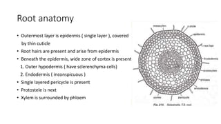 Root anatomy
• Outermost layer is epidermis ( single layer ), covered
by thin cuticle
• Root hairs are present and arise from epidermis
• Beneath the epidermis, wide zone of cortex is present
1. Outer hypodermis ( have sclerenchyma cells)
2. Endodermis ( inconspicuous )
• Single layered pericycle is present
• Protostele is next
• Xylem is surrounded by phloem
 