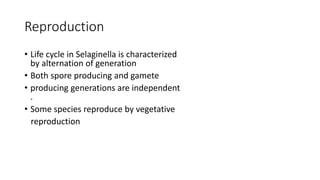 Reproduction
• Life cycle in Selaginella is characterized
by alternation of generation
• Both spore producing and gamete
• producing generations are independent
.
• Some species reproduce by vegetative
reproduction
 