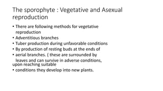 The sporophyte : Vegetative and Asexual
reproduction
• There are following methods for vegetative
reproduction
• Adventitious branches
• Tuber production during unfavorable conditions
• By production of resting buds at the ends of
• aerial branches. ( these are surrounded by
leaves and can survive in adverse conditions,
upon reaching suitable
• conditions they develop into new plants.
 