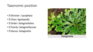 Taxonomic position
• Division : Lycophyta
• Class: ligulopsida
• Order: Selaginellalies
• Family: Selaginellaceae
• Genus: Selaginella
 