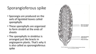 Sporangioferous spike
• Sporangia are produced on the
axils of ligulated leaves called
sporophylls
• These sporophylls are organized
to form strobili at the ends of
shoots
• The sporophylls in strobilus is
arranged just like bracts in
angiosperm plants. That’s why it
is also called as sporangioferous
spike
 