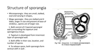 Structure of sporangia
• Microsporangia : they are small, stalked,
oval and varying in shapes,
• Mega sporangia : they are stalked and 4
lobes, larger in size and present at base of
strobilus , spores are of larger size.
1. Both consist of 2 layered sporangial
wall surrounding the tapetum and
sporogenous tissue.
2. Tapetum is developed from innermost
layer of sporangial wall.
3. Both differ in their size, location, and
number of spores
4. To release spore, both sporangia form
vertical cleft in wall .
 