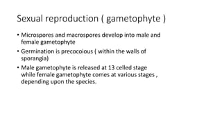 Sexual reproduction ( gametophyte )
• Microspores and macrospores develop into male and
female gametophyte
• Germination is precocoious ( within the walls of
sporangia)
• Male gametophyte is released at 13 celled stage
while female gametophyte comes at various stages ,
depending upon the species.
 