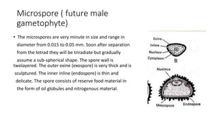 Microspore ( future male
gametophyte)
• The microspores are very minute in size and range in
diameter from 0.015 to 0.05 mm. Soon after separation
from the tetrad they will be triradiate but gradually
assume a sub-spherical shape. The spore wall is
twolayered. The outer exine (exospore) is very thick and is
sculptured. The inner inline (endospore) is thin and
delicate. The spore consists of reserve food material in
the form of oil globules and nitrogenous material.
 