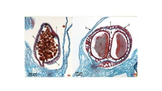 Selaginella.pptx