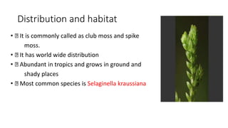 Distribution and habitat
• It is commonly called as club moss and spike
moss.
• It has world wide distribution
• Abundant in tropics and grows in ground and
shady places
• Most common species is Selaginella kraussiana
 