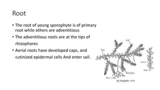 Root
• The root of young sporophyte is of primary
root while others are adventitious
• The adventitious roots are at the tips of
rhizophores
• Aerial roots have developed caps, and
cutinized epidermal cells And enter soil.
 