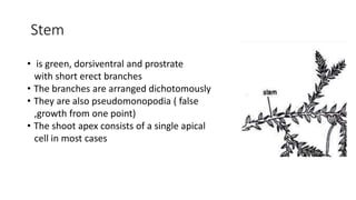 Stem
• is green, dorsiventral and prostrate
with short erect branches
• The branches are arranged dichotomously
• They are also pseudomonopodia ( false
,growth from one point)
• The shoot apex consists of a single apical
cell in most cases
 