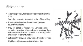 Rhizophore
• In some species , leafless and colorless branches
arise
from the prostrate stem near point of branching.
• These grow downwards and have group of
adventitious roots
• They are called as rhizophores Some scientist
consider them branches and some consider them
as roots and still other consider it as an organ for
protection or other function.
• But recently they are known as adventitious roots
that have dichotomous branches at tip.
 