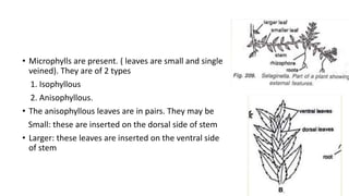 • Microphylls are present. ( leaves are small and single
veined). They are of 2 types
1. Isophyllous
2. Anisophyllous.
• The anisophyllous leaves are in pairs. They may be
Small: these are inserted on the dorsal side of stem
• Larger: these leaves are inserted on the ventral side
of stem
 