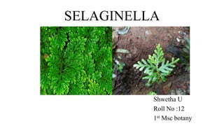 SELAGINELLA
Shwetha U
Roll No :12
1st Msc botany
 