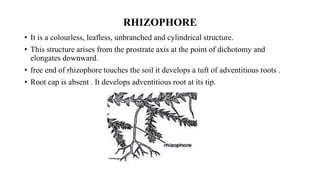 RHIZOPHORE
• It is a colourless, leafless, unbranched and cylindrical structure.
• This structure arises from the prostrate axis at the point of dichotomy and
elongates downward.
• free end of rhizophore touches the soil it develops a tuft of adventitious roots .
• Root cap is absent . It develops adventitious root at its tip.
 