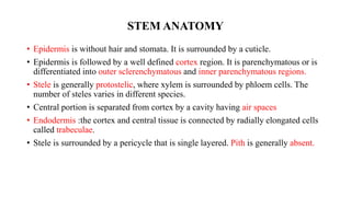 STEM ANATOMY
• Epidermis is without hair and stomata. It is surrounded by a cuticle.
• Epidermis is followed by a well defined cortex region. It is parenchymatous or is
differentiated into outer sclerenchymatous and inner parenchymatous regions.
• Stele is generally protostelic, where xylem is surrounded by phloem cells. The
number of steles varies in different species.
• Central portion is separated from cortex by a cavity having air spaces
• Endodermis :the cortex and central tissue is connected by radially elongated cells
called trabeculae.
• Stele is surrounded by a pericycle that is single layered. Pith is generally absent.
 