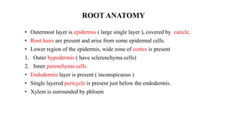 ROOT ANATOMY
• Outermost layer is epidermis ( large single layer ), covered by cuticle.
• Root hairs are present and arise from some epidermal cells.
• Lower region of the epidermis, wide zone of cortex is present
1. Outer hypodermis ( have sclerenchyma cells)
2. Inner parenchyma cells.
• Endodermis layer is present ( inconspicuous )
• Single layered pericycle is present just below the endodermis.
• Xylem is surrounded by phloem
 