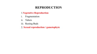REPRODUCTION
1.Vegetative Reproduction
i. Fragmentation
ii. Tubers
iii. Resting Buds
2. Sexual reproduction / gametophyte
 