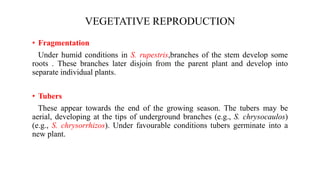VEGETATIVE REPRODUCTION
• Fragmentation
Under humid conditions in S. rupestris,branches of the stem develop some
roots . These branches later disjoin from the parent plant and develop into
separate individual plants.
• Tubers
These appear towards the end of the growing season. The tubers may be
aerial, developing at the tips of underground branches (e.g., S. chrysocaulos)
(e.g., S. chrysorrhizos). Under favourable conditions tubers germinate into a
new plant.
 