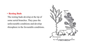 • Resting Buds
The resting buds develop at the tip of
some aerial branches. They pass the
unfavourable conditions and develop
rhizophore in the favourable conditions.
 