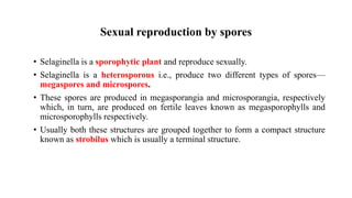 Sexual reproduction by spores
• Selaginella is a sporophytic plant and reproduce sexually.
• Selaginella is a heterosporous i.e., produce two different types of spores—
megaspores and microspores.
• These spores are produced in megasporangia and microsporangia, respectively
which, in turn, are produced on fertile leaves known as megasporophylls and
microsporophylls respectively.
• Usually both these structures are grouped together to form a compact structure
known as strobilus which is usually a terminal structure.
 