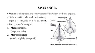 SPORANGIA
• Mature sporangia is a stalked structure consist short stalk and capsule.
• Stalk is multicellular and multiseriate ,
capsule is 2 layered wall called jacket.
• Two types of sporangia:
1. Megasporangia
(large and pale)
2. Microsporangia
(small , slightly elongated )
 