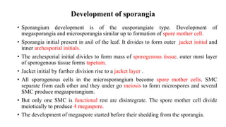 Development of sporangia
• Sporangium development is of the eusporangiate type. Development of
megasporangia and microsporangia similar up to formation of spore mother cell.
• Sporangia initial present in axil of the leaf. It divides to form outer jacket initial and
inner archesporial initials.
• The archesporial initial divides to form mass of sporogenous tissue. outer most layer
of sporogenous tissue forms tapetum.
• Jacket initial by further division rise to a jacket layer .
• All sporogenous cells in the microsporangium become spore mother cells. SMC
separate from each other and they under go meiosis to form microspores and several
SMC produce megasporangium.
• But only one SMC is functional rest are disintegrate. The spore mother cell divide
meiotically to produce 4 megaspore.
• The development of megaspore started before their shedding from the sporangia.
 