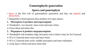 Gametophytic generation
Spores and gametophyte
• Spore is the first cell of gametophytic generation and they are haploid and
uninucleate.
• Selaginella is heterosporous they produce two types spores :
1. Microspores it produce microsporangium:
 Tetrahedral , two layered outer exine and inner intine.
 Exine thick and intine thin
2. Megaspores it produce megasporangium:
 Tetrahedral with triradiate ridge and spore coat is thick it may be 2or3 layered.
 If it is 2 layered outer exine and inner intine.
 If it is 3 layered outer exine ,middle mesospore and inner endospore.
 exine layer is thick and inner intine thin.
 
