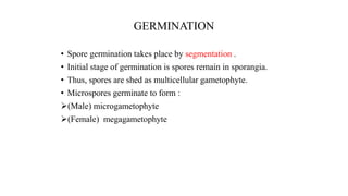 GERMINATION
• Spore germination takes place by segmentation .
• Initial stage of germination is spores remain in sporangia.
• Thus, spores are shed as multicellular gametophyte.
• Microspores germinate to form :
(Male) microgametophyte
(Female) megagametophyte
 