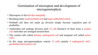 Germination of microspore and development of
microgametophyte
• Microspore is first divides unequally .
• Resulting form small prothalli cell and large antheridial initial.
• Prothalli cell does not under go division simply become vegetative part of
prothallus.
• Antheridial cell undergo division until 12 cell formed.4 of them form a central
core and other are arranged around them.
• The central cells called primary androgonial cell and marginal cell called jacket
cells.
• In this stage microgametophyte consist 13 cells namely 4 androgonial cell,1
prothallial cell,8 jacket cell.
 