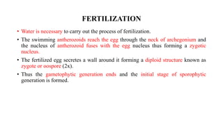 FERTILIZATION
• Water is necessary to carry out the process of fertilization.
• The swimming antherozoids reach the egg through the neck of archegonium and
the nucleus of antherozoid fuses with the egg nucleus thus forming a zygotic
nucleus.
• The fertilized egg secretes a wall around it forming a diploid structure known as
zygote or oospore (2x).
• Thus the gametophytic generation ends and the initial stage of sporophytic
generation is formed.
 