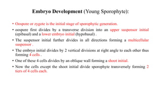 Embryo Development (Young Sporophyte):
• Oospore or zygote is the initial stage of sporophytic generation.
• oospore first divides by a transverse division into an upper suspensor initial
(epibasal) and a lower embryo initial (hypobasal) .
• The suspensor initial further divides in all directions forming a multicellular
suspensor .
• The embryo initial divides by 2 vertical divisions at right angle to each other thus
forming 4 cells .
• One of these 4 cells divides by an oblique wall forming a shoot initial.
• Now the cells except the shoot initial divide sporophyte transversely forming 2
tiers of 4 cells each.
 
