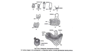 Selaginella: features, morphology ,anatomy and reproduction.