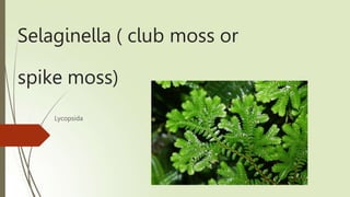 Selaginella ( club moss or
spike moss)
Lycopsida
 
