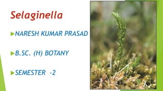 Selaginella
NARESH KUMAR PRASAD
B.SC. (H) BOTANY
SEMESTER -2
 
