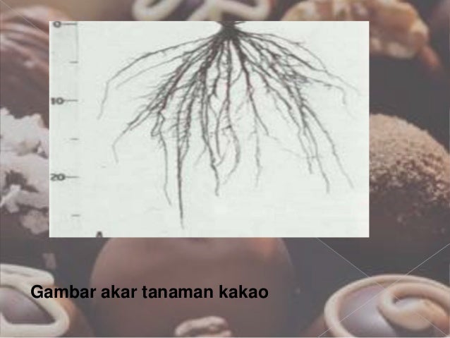 kelompok1 tugas pertanian tanaman coklat 