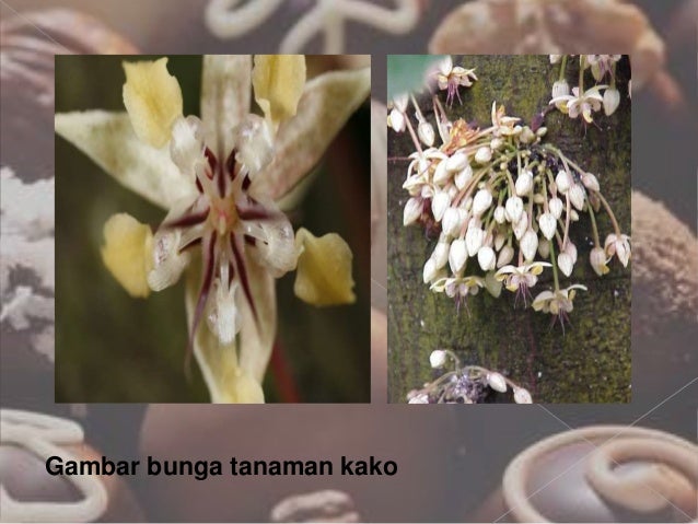 kelompok1 tugas pertanian tanaman coklat