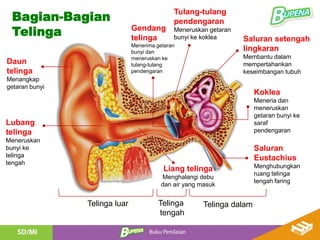 Bagian-Bagian
Telinga Saluran setengah
lingkaran
Membantu dalam
mempertahankan
keseimbangan tubuh
Koklea
Meneria dan
meneruskan
getaran bunyi ke
saraf
pendengaran
Saluran
Eustachius
Menghubungkan
ruang telinga
tengah faring
Liang telinga
Menghalangi debu
dan air yang masuk
Lubang
telinga
Meneruskan
bunyi ke
telinga
tengah
Gendang
telinga
Menerima getaran
bunyi dan
meneruskan ke
tulang-tulang
pendengaran
Tulang-tulang
pendengaran
Meneruskan getaran
bunyi ke koklea
Telinga luar Telinga
tengah
Telinga dalam
Daun
telinga
Menangkap
getaran bunyi
 