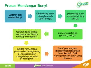Getaran dari
sumber bunyi.
Gelombang bunyi
ditangkap oleh
daun telinga.
gelombang bunyi
merambat di liang
telinga.
Bunyi mengetarkan
gendang telinga.
Getaran liang telinga
menggetarkan tulang-
tulang pendengaran.
Koklea menangkap
getaran dari tulang-tulang
pendengaran dan
mengirimnya ke saraf
pendengaran.
Saraf pendengaran
mengirimkan ransangan
bunyi ke otak. Otak
menerjemahkan bunyi yang
didengar.
Proses Mendengar Bunyi
 