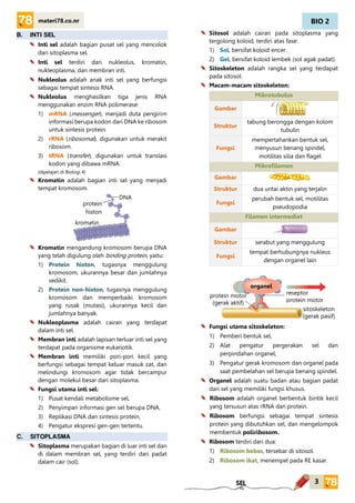 BIO 2
3
materi78.co.nr
SEL
B. INTI SEL
Inti sel adalah bagian pusat sel yang mencolok
dari sitoplasma sel.
Inti sel terdiri dari nukleolus, kromatin,
nukleoplasma, dan membran inti.
Nukleolus adalah anak inti sel yang berfungsi
sebagai tempat sintesis RNA.
Nukleolus menghasilkan tiga jenis RNA
menggunakan enzim RNA polimerase:
1) mRNA (messenger), menjadi duta pengirim
informasi berupa kodon dari DNA ke ribosom
untuk sintesis protein.
2) rRNA (ribosomal), digunakan untuk merakit
ribosom.
3) tRNA (transfer), digunakan untuk translasi
kodon yang dibawa mRNA.
(dipelajari di Biologi 4)
Kromatin adalah bagian inti sel yang menjadi
tempat kromosom.
Kromatin mengandung kromosom berupa DNA
yang telah digulung oleh binding protein, yaitu:
1) Protein histon, tugasnya menggulung
kromosom, ukurannya besar dan jumlahnya
sedikit.
2) Protein non-histon, tugasnya menggulung
kromosom dan memperbaiki kromosom
yang rusak (mutasi), ukurannya kecil dan
jumlahnya banyak.
Nukleoplasma adalah cairan yang terdapat
dalam inti sel.
Membran inti adalah lapisan terluar inti sel yang
terdapat pada organisme eukariotik.
Membran inti memiliki pori-pori kecil yang
berfungsi sebagai tempat keluar masuk zat, dan
melindungi kromosom agar tidak bercampur
dengan molekul besar dari sitoplasma.
Fungsi utama inti sel:
1) Pusat kendali metabolisme sel,
2) Penyimpan informasi gen sel berupa DNA,
3) Replikasi DNA dan sintesis protein,
4) Pengatur ekspresi gen-gen tertentu.
C. SITOPLASMA
Sitoplasma merupakan bagian di luar inti sel dan
di dalam membran sel, yang terdiri dari padat
dalam cair (sol).
Sitosol adalah cairan pada sitoplasma yang
tergolong koloid, terdiri atas fase:
1) Sol, bersifat koloid encer.
2) Gel, bersifat koloid lembek (sol agak padat).
Sitoskeleton adalah rangka sel yang terdapat
pada sitosol.
Macam-macam sitoskeleton:
Mikrotubulus
Gambar
Struktur
tabung berongga dengan kolom
tubulin
Fungsi
mempertahankan bentuk sel,
menyusun benang spindel,
motilitas silia dan flagel
Mikrofilamen
Gambar
Struktur dua untai aktin yang terjalin
Fungsi
perubah bentuk sel, motilitas
pseudopodia
Filamen intermediet
Gambar
Struktur serabut yang menggulung
Fungsi
tempat berhubungnya nukleus
dengan organel lain
Fungsi utama sitoskeleton:
1) Pemberi bentuk sel,
2) Alat pengatur pergerakan sel dan
perpindahan organel,
3) Pengatur gerak kromosom dan organel pada
saat pembelahan sel berupa benang spindel.
Organel adalah suatu badan atau bagian padat
dari sel yang memiliki fungsi khusus.
Ribosom adalah organel berbentuk bintik kecil
yang tersusun atas rRNA dan protein.
Ribosom berfungsi sebagai tempat sintesis
protein yang dibutuhkan sel, dan mengelompok
membentuk poliribosom.
Ribosom terdiri dari dua:
1) Ribosom bebas, tersebar di sitosol.
2) Ribosom ikat, menempel pada RE kasar.
DNA
kromatin
protein
histon
organel
reseptor
protein motor
protein motor
(gerak aktif)
sitoskeleton
(gerak pasif)
 