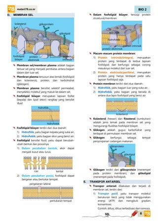 BIO 2
6
materi78.co.nr
SEL
D. MEMBRAN SEL
Membran sel/membran plasma adalah bagian
terluar sel yang menjadi pembatas antara bagian
dalam dan luar sel.
Membran plasma tersusun atas lemak (fosfolipid
dan kolesterol), protein, dan karbohidrat
(glikogen).
Membran plasma bersifat selektif permeabel,
menyeleksi molekul yang masuk ke dalam sel.
Fosfolipid bilayer merupakan lapisan fosfat
(kepala) dan lipid (ekor) rangkap yang bersifat
fluid.
Fosfolipid bilayer terdiri dari dua daerah:
1) Hidrofilik, yaitu bagian kepala yang suka air.
2) Hidrofobik, yaitu bagian ekor yang benci air.
Fosfolipid bersifat fluid, yaitu dapat berubah-
ubah bentuk dan posisinya.
1) Dalam perubahan bentuk, ekor dapat
menjadi kusut atau lurus.
2) Dalam perubahan posisi, fosfolipid dapat
bergeser atau bertukar tempat.
Dalam fosfolipid bilayer, tersisip protein
struktural/membran.
Macam-macam protein membran:
1) Protein intrinsik/integral, merupakan
protein yang terdapat di kedua lapisan
fosfolipid, dan berfungsi sebagai corong
masuknya molekul dari luar sel.
2) Protein ekstrinsik/periferal, merupakan
protein yang hanya terdapat pada satu
lapisan fosfolipid saja.
Protein membran terdiri dari dua daerah:
1) Hidrofilik, yaitu bagian luar yang suka air.
2) Hidrofobik, yaitu bagian yang berada di
antara dua lapis fosfolipid yang benci air.
Kolesterol (hewan) dan fitosterol (tumbuhan)
adalah jenis lemak pada membran sel yang
mengurangi fluiditas fosfolipid bilayer.
Glikogen adalah gugus karbohidrat yang
terdapat di permukaan membran sel.
Glikogen berfungsi sebagai tempat
penyimpanan cadangan makanan.
Glikogen terdiri dari glikoprotein (menempel
pada protein membran), dan glikolipid
(menempel pada fosfolipid).
E. TRANSPOR ANTARSEL
Transpor antarsel dilakukan dan terjadi di
membran sel, terdiri dari:
1) Transpor pasif, yaitu transpor molekul
berukuran kecil yang tidak menggunakan
energi (ATP) dan mengikuti gradien
konsentrasi.
Contoh: difusi, difusi terfasilisasi dan osmosis.
glikolipid
glikoprotein
protein
intrinsik
protein
ekstrinsik
kolesterol
fosfolipid
bilayer
hidrofilik
hidrofobik
cair kental
pergeseran lateral
pertukaran tempat
protein ekstrinsik
protein intrinsik
hidrofilik
hidrofobik
kolesterol
glikoprotein
glikolipid
 
