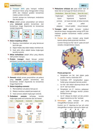 BIO 2
7
materi78.co.nr
SEL
2) Transpor aktif, yaitu transpor molekul
berukuran besar yang menggunakan energi
(ATP) dan melawan gradien konsentrasi
melalui protein intrinsik.
Contoh: pompa ion, kotranspor, endositosis
dan eksositosis.
Difusi adalah proses perpindahan zat terlarut
yang menuruni gradien konsentrasi, dari
konsentrasi tinggi (hipertonik) ke konsentrasi
rendah (hipotonik).
Dalam terjadinya difusi:
1) Biasanya memindahkan zat yang berukuran
kecil dan gas.
2) Dapat melalui atau tidak melalui membran sel.
3) Hasil akhir difusi adalah kedua lingkungan
bersifat isotonik.
Difusi terfasilitasi adalah difusi yang dibantu
oleh protein transpor.
Protein transpor dapat berupa protein
pembawa (carrier) atau protein corong (channel).
Osmosis adalah proses perpindahan zat pelarut
yang menaiki gradien konsentrasi, dari
konsentrasi rendah (hipotonik) ke konsentrasi
tinggi (hipertonik).
Dalam terjadinya osmosis:
1) Memindahkan zat pelarut berupa air.
2) Melalui membran selektif permeabel sel.
3) Hasil osmosis adalah lingkungan isotonik.
Perbedaan osmosis terhadap kondisi
lingkungan pada sel tumbuhan dan sel hewan:
Sel Hipotonik Isotonik Hipertonik
Hewan
lisis normal krenasi
Tumbuhan
turgid normal plasmolisis
Mekanisme sirkulasi air pada tubuh ikan air
tawar dan air laut juga termasuk osmosis air.
Perbedaan Ikan Air Tawar Ikan Air Laut
lingkungan hipotonik hipertonik
tubuh hipertonik hipotonik
osmosis air masuk otomatis air keluar otomatis
urin encer pekat
adaptasi minum sedikit minum banyak
Transpor aktif adalah transpor molekul
berukuran besar menggunakan energi (ATP) dan
melawan gradien konsentrasi melalui protein
intrinsik.
1) Pompa ion, yaitu transpor yang terjadi
karena adanya beda potensial membran.
Contoh: Pompa ion Na+
dan K+
pada sel saraf
sewaktu menghantarkan impuls.
Proses pompa ion:
a. Pengikatan ion Na+
dari dalam pada
protein memicu fosforilasi ATP.
b. Fosforilasi ATP menghasilkan gugus
fosfat yang mengubah bentuk protein.
c. Ion Na+
dari dalam dipompa keluar dan
ion K+
dari luar diikat.
d. Pengikatan ion K+
memicu pelepasan
gugus fosfat sehingga bentuk protein
kembali ke awal.
e. Ion K+
dilepas ke dalam sel dan protein
dapat menerima ion Na+
kembali.
2) Kotranspor, yaitu transpor zat yang
mengaktifkan transpor zat lain.
Contoh: ion H+
dipompa ke luar sel untuk
mengaktifkan transpor sukrosa ke dalam sel.
H2O H2O H2O H2O
H2O H2O
H2O H2O
hipertonik
hipotonik
difusi isotonik
protein corongprotein pembawa
a
b
c
d
e
a b c
 