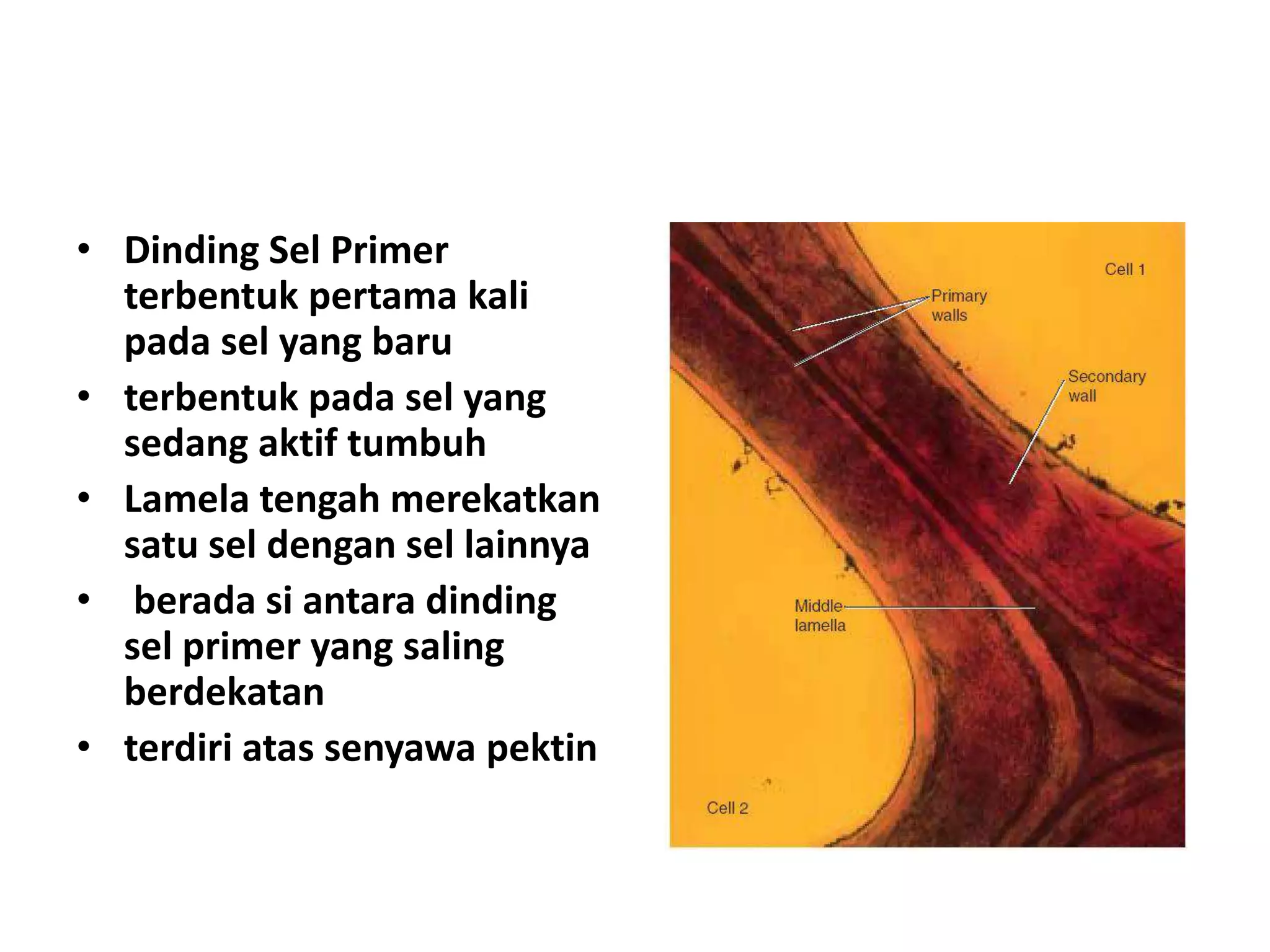 Yang Sel Rai SEL DAN JARINGAN TUMBUHAN.pptx