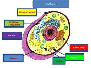Struktur Sel


           Membran plasma
                 1



 Retikulum
     2
endoplasma



Nukleus
   3




                                                     Badan Golgi
                                                         7



    4
 Ribosom                                              6
                                                 Mitokondria
                                          5
                                       Lisosom
 