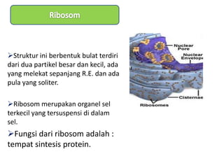 Struktur ini berbentuk bulat terdiri
dari dua partikel besar dan kecil, ada
yang melekat sepanjang R.E. dan ada
pula yang soliter.

Ribosom merupakan organel sel
terkecil yang tersuspensi di dalam
sel.
Fungsi dari ribosom adalah :
tempat sintesis protein.
 