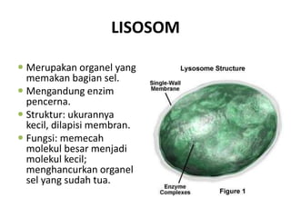 LISOSOM

 Merupakan organel yang
  memakan bagian sel.
 Mengandung enzim
  pencerna.
 Struktur: ukurannya
  kecil, dilapisi membran.
 Fungsi: memecah
  molekul besar menjadi
  molekul kecil;
  menghancurkan organel
  sel yang sudah tua.
 