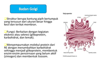 Struktur berupa kantung pipih bertumpuk
yang tersusun dari ukuran besar hingga
kecil dan terikat membran.

Fungsi: Berkaitan dengan kegiatan
ekskresi atau sekresi (glikoprotein,
karbohidrat, dan lemak).

Menyempurnakan molekul protein dari
RE dengan menambahkan karbohidrat
sehingga menjadi glikoprotein, membentuk
enzim-enzim pencernaan yang belum aktif
(zimogen) dan membentuk lisosom.
 