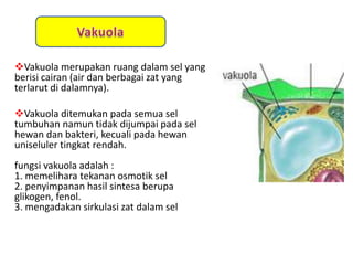 Vakuola merupakan ruang dalam sel yang
berisi cairan (air dan berbagai zat yang
terlarut di dalamnya).

Vakuola ditemukan pada semua sel
tumbuhan namun tidak dijumpai pada sel
hewan dan bakteri, kecuali pada hewan
uniseluler tingkat rendah.
fungsi vakuola adalah :
1. memelihara tekanan osmotik sel
2. penyimpanan hasil sintesa berupa
glikogen, fenol.
3. mengadakan sirkulasi zat dalam sel
 