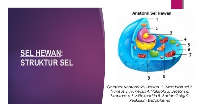 Daftar Tablet Murah Anatomi Sel Hewan 