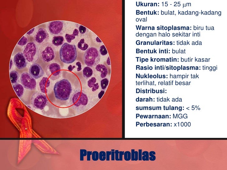 64 Gambar Bentuk Eritrosit Abnormal Paling Bagus Gambar Pixabay