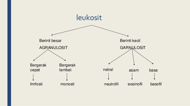 Sel darah putih