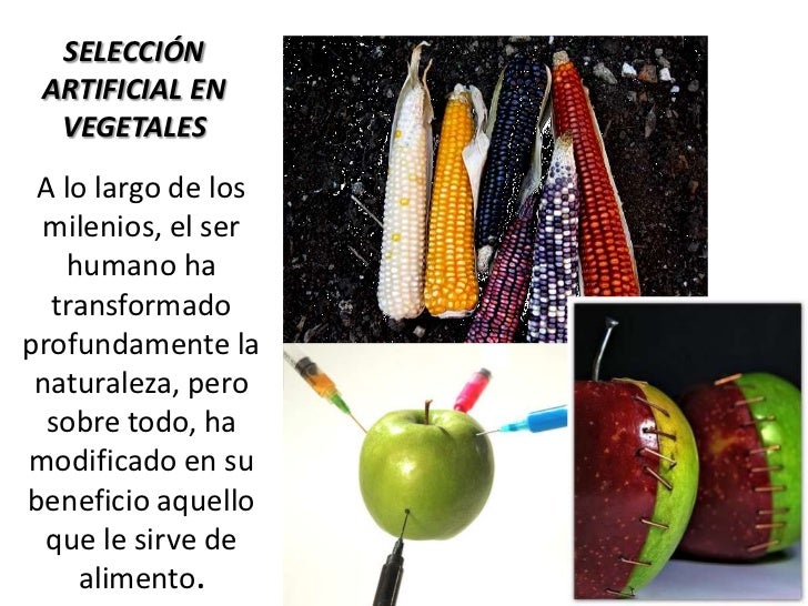 Selección artificial