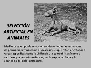 SELECCIÓN
ARTIFICIAL EN
 ANIMALES
Mediante este tipo de selección surgieron todas las variedades
de perros modernas, como el xoloscuincle, que están orientadas a
tareas específicas como la vigilancia y la compañía, así como a
satisfacer preferencias estéticas, por la expresión facial y la
apariencia del pelo, entre otras.
 